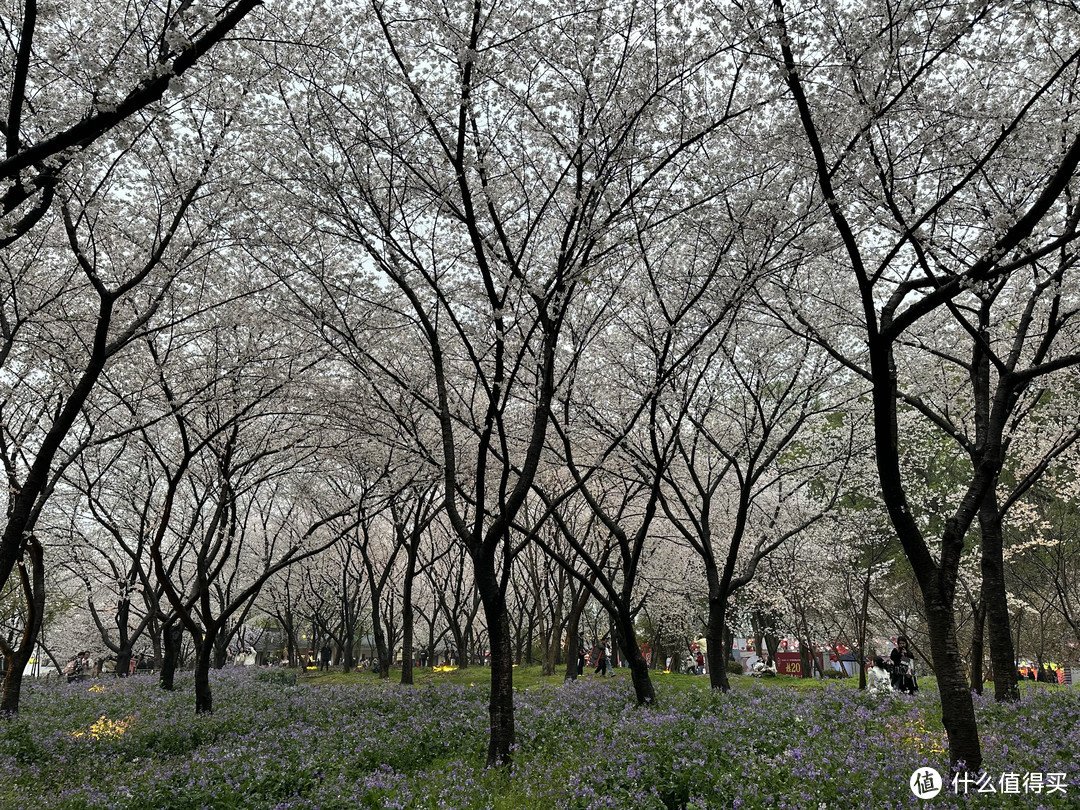 樱花季——武汉南京无锡平坝