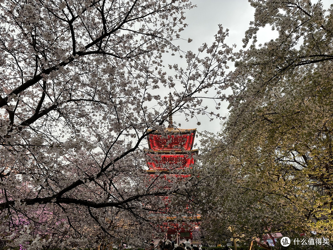 樱花季——武汉南京无锡平坝