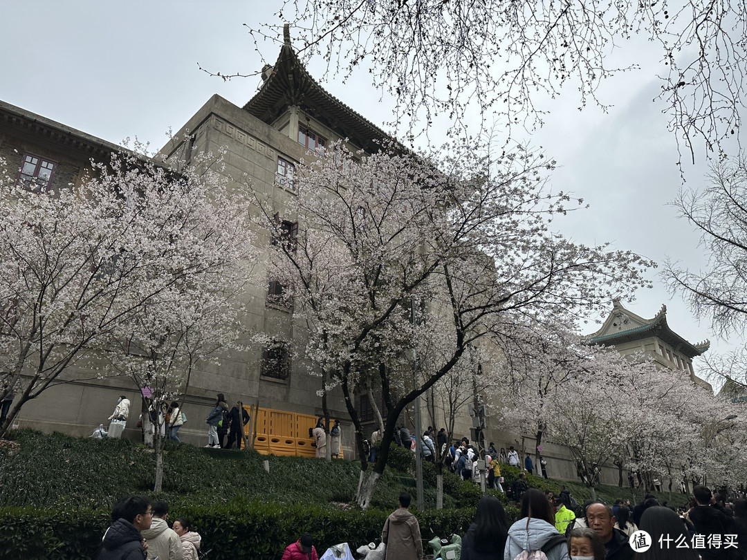 樱花季——武汉南京无锡平坝