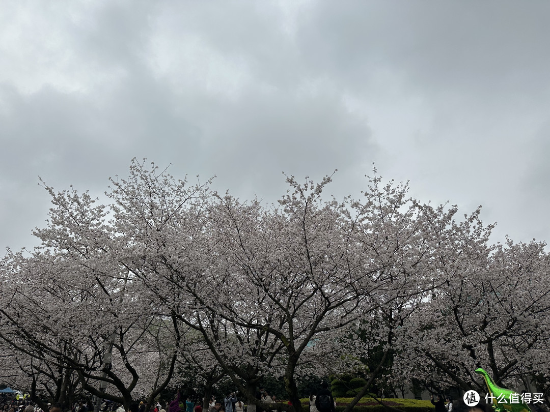 樱花季——武汉南京无锡平坝