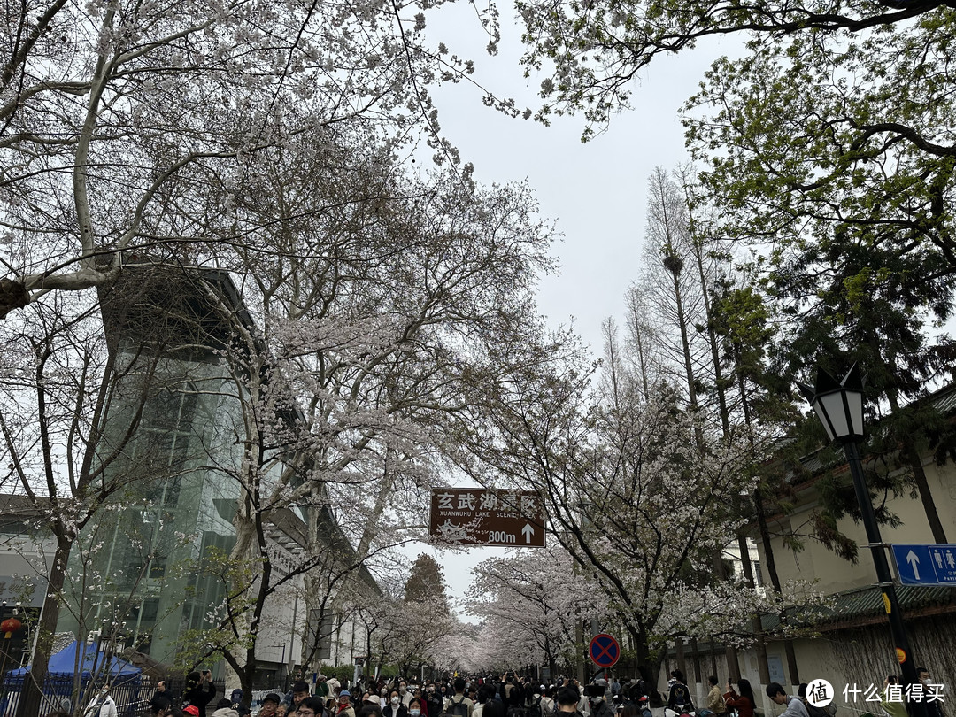 樱花季——武汉南京无锡平坝