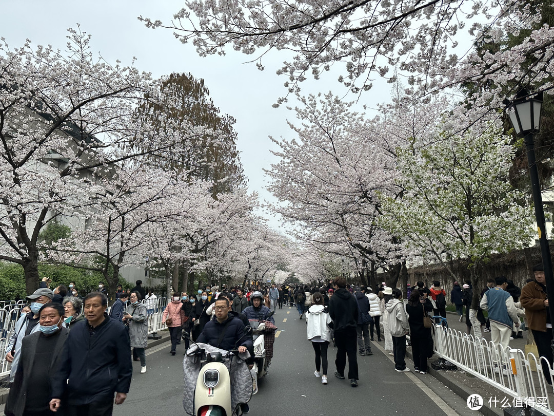 樱花季——武汉南京无锡平坝