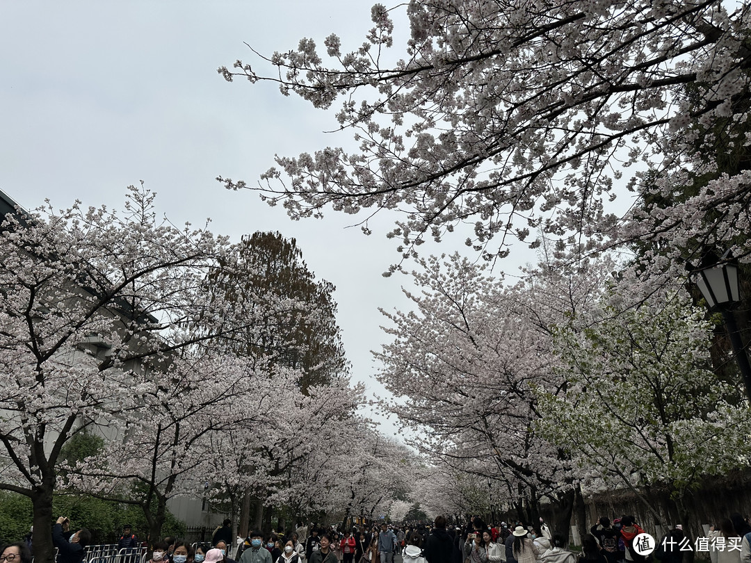 樱花季——武汉南京无锡平坝