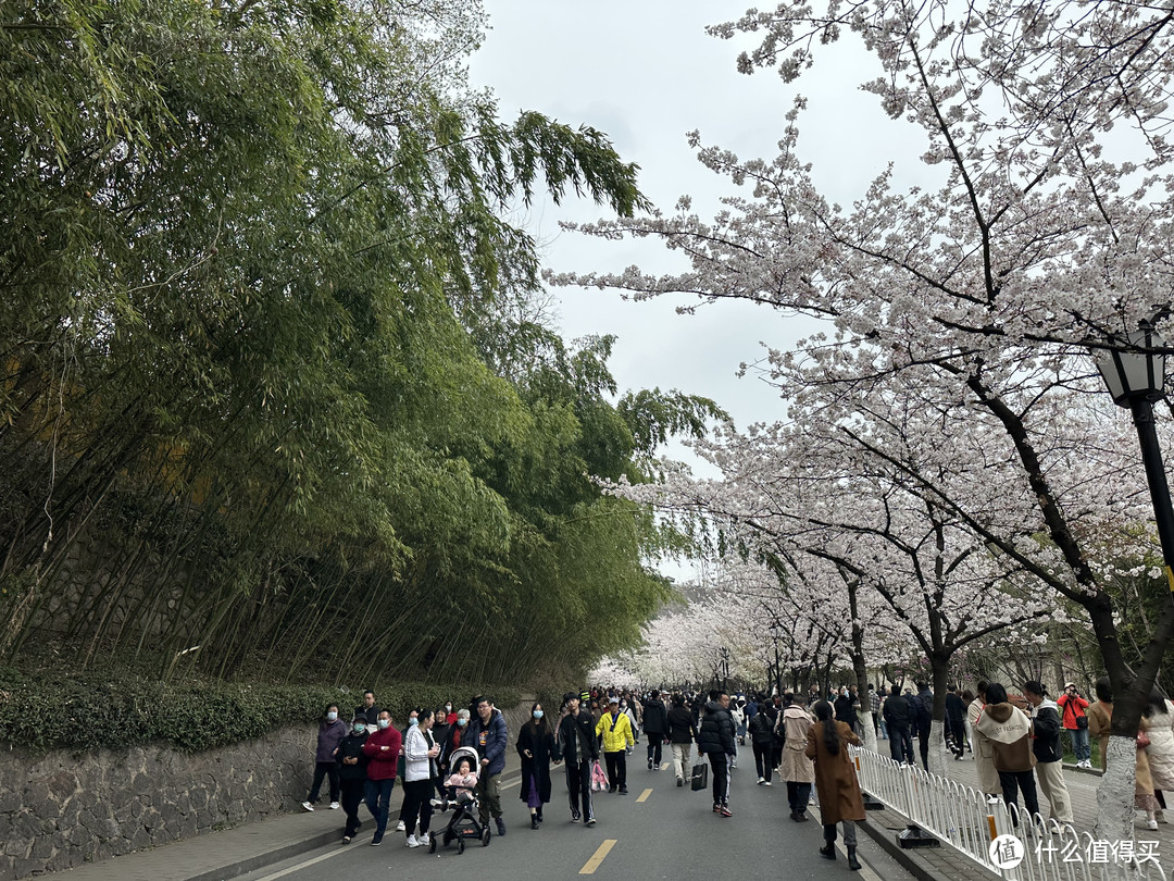 樱花季——武汉南京无锡平坝