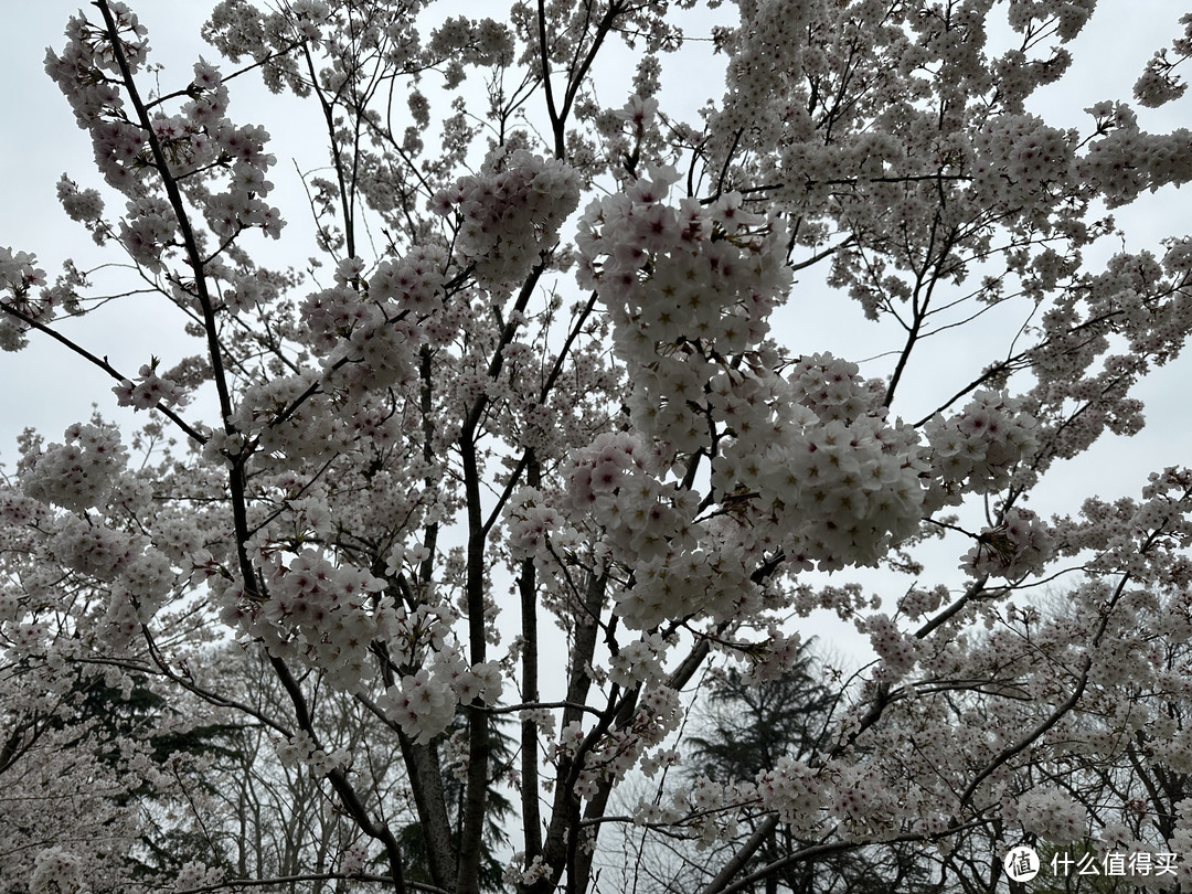 樱花季——武汉南京无锡平坝