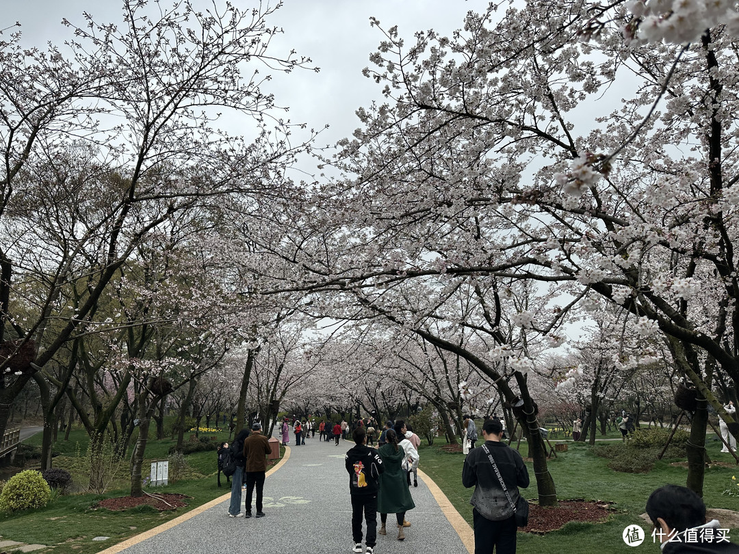 樱花季——武汉南京无锡平坝