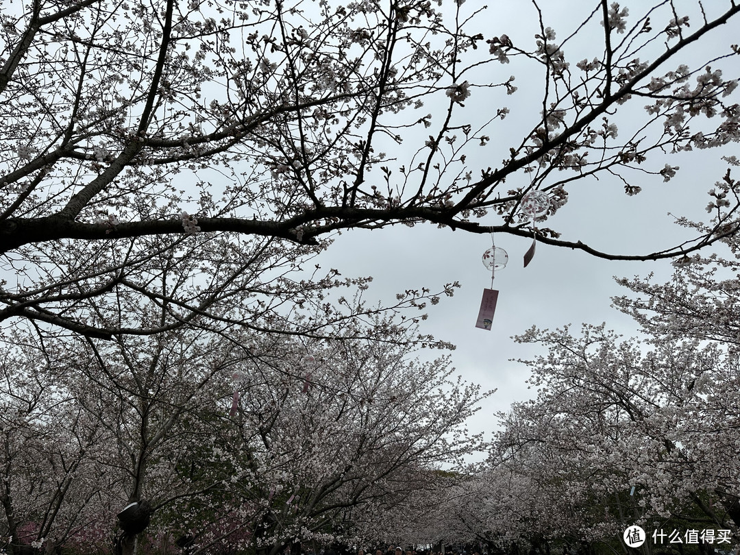 樱花季——武汉南京无锡平坝