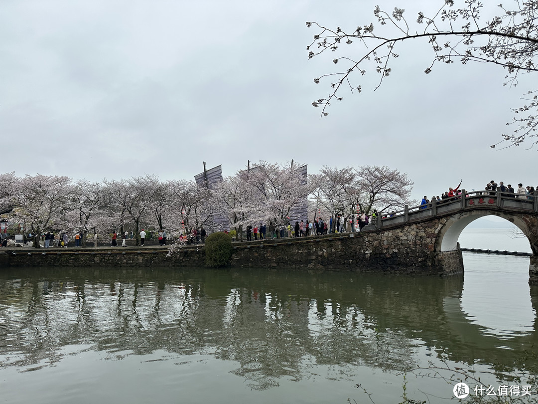 樱花季——武汉南京无锡平坝