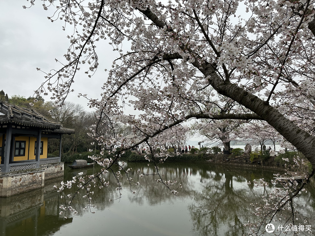 樱花季——武汉南京无锡平坝