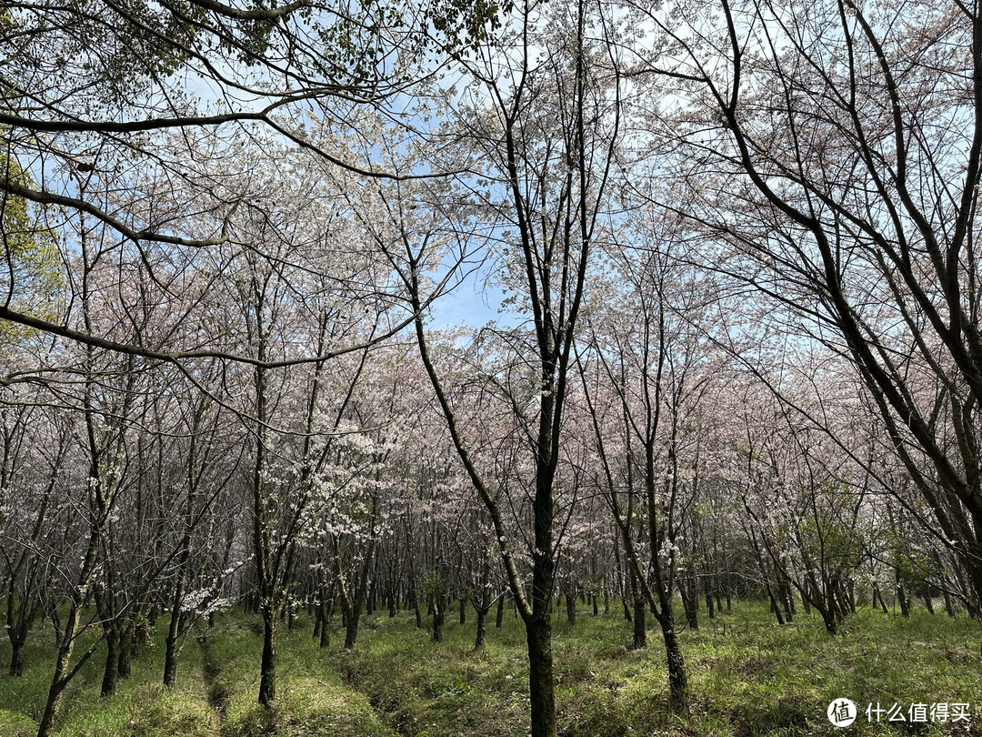 樱花季——武汉南京无锡平坝