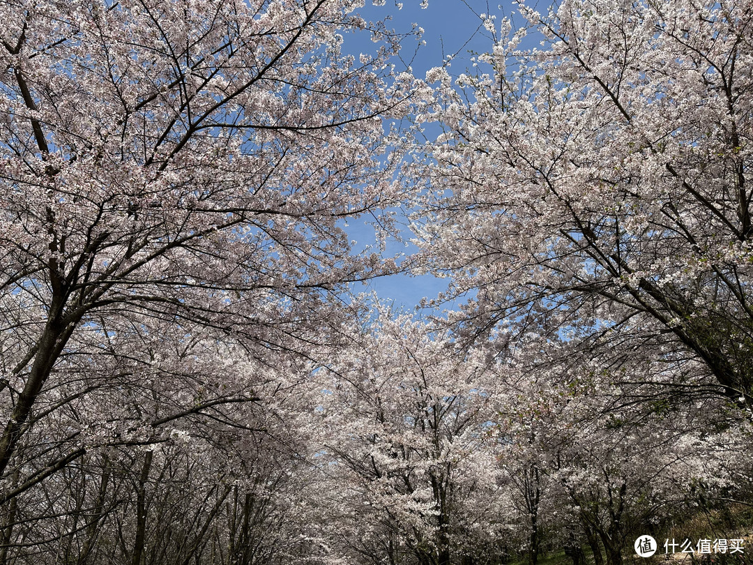 樱花季——武汉南京无锡平坝