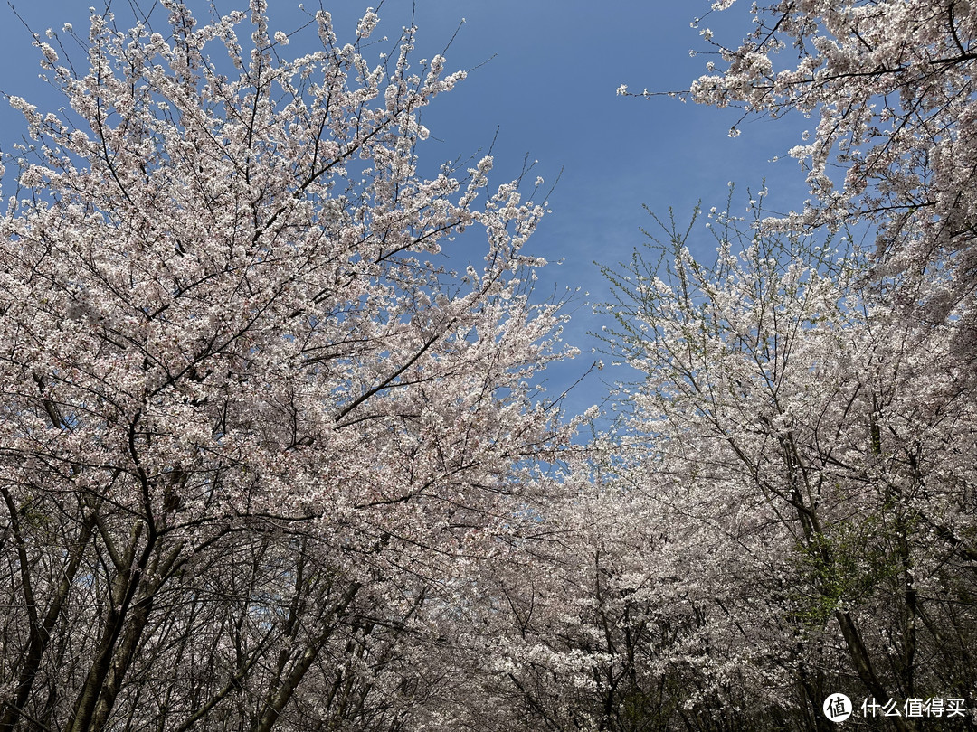 樱花季——武汉南京无锡平坝