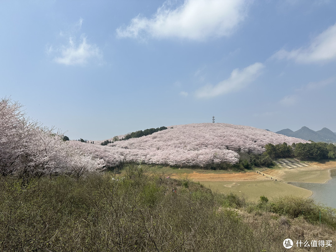 樱花季——武汉南京无锡平坝