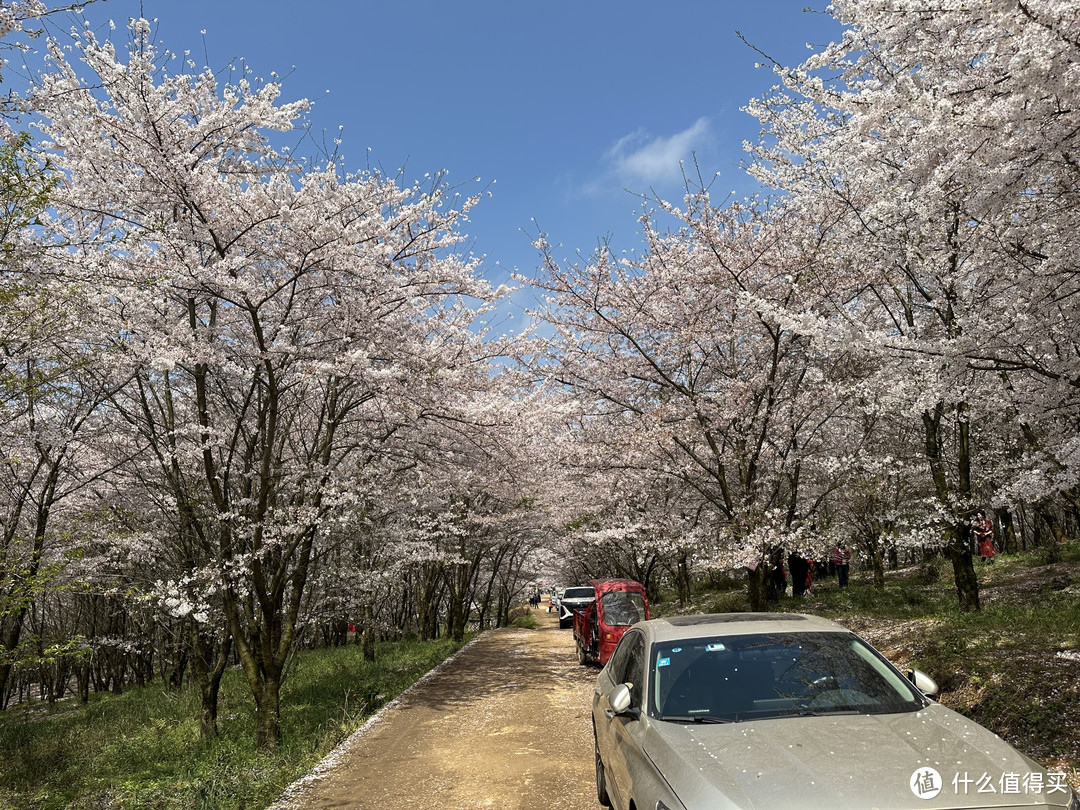 樱花季——武汉南京无锡平坝