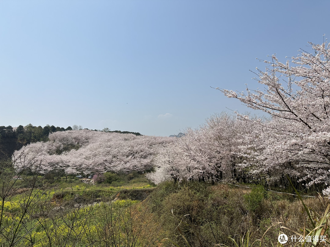 樱花季——武汉南京无锡平坝