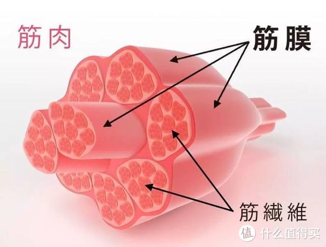 筋肉组织图，图源网