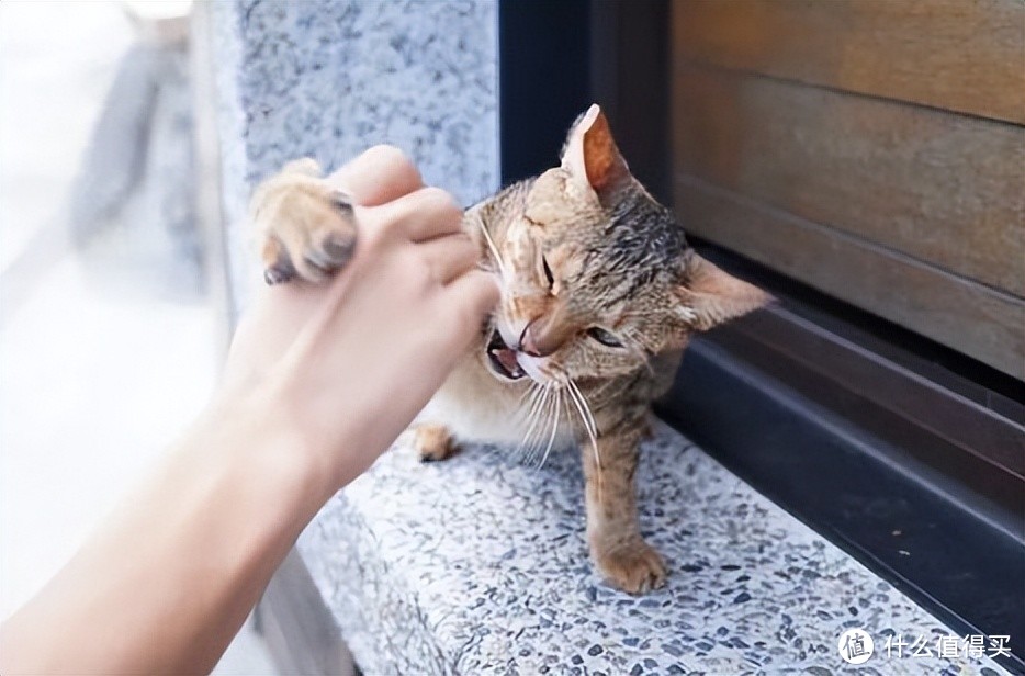 你知道猫咪为什么喜欢抓人吗？