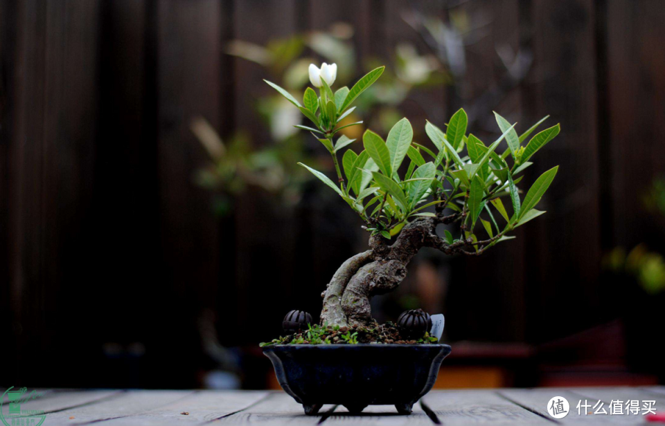 6种“小盆栽”，家里养两盆，净化空气，还能够带来“好运气”