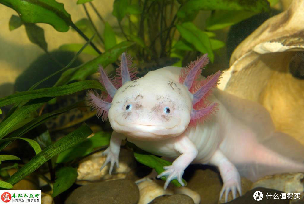 美西螈，我养过最奇特的水族宠物之一，经验分享给大家