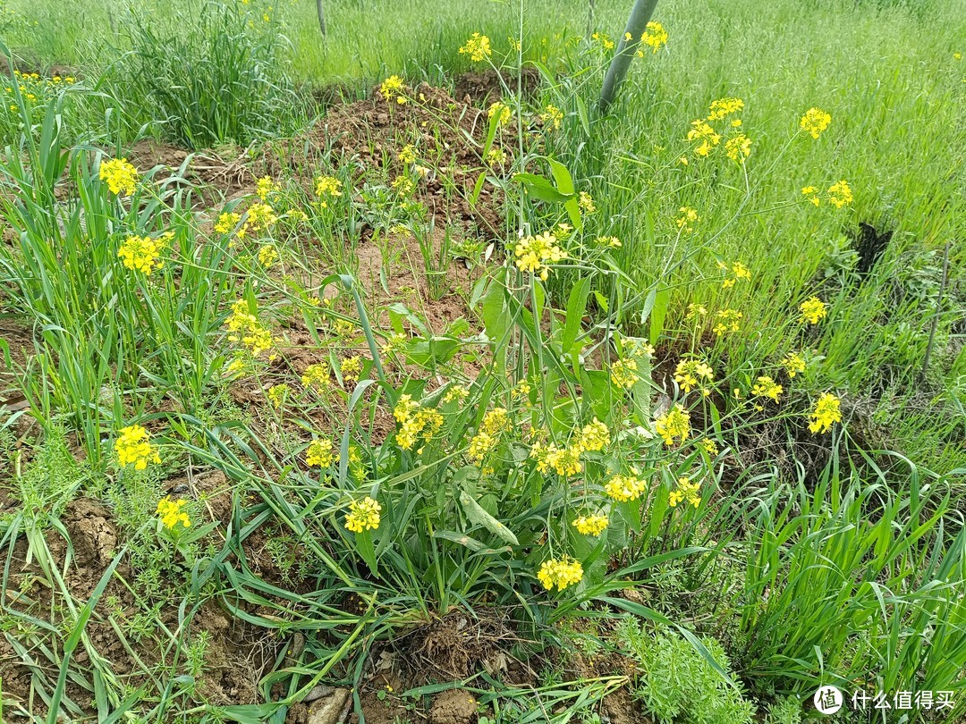 花开绚丽，容易种植、很耐观赏还可炒菜的好植物。