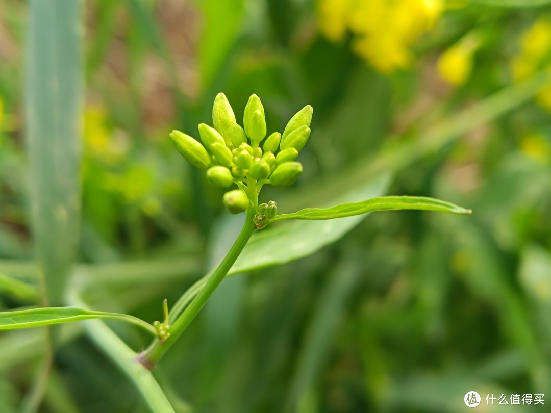 花开绚丽，容易种植、很耐观赏还可炒菜的好植物。