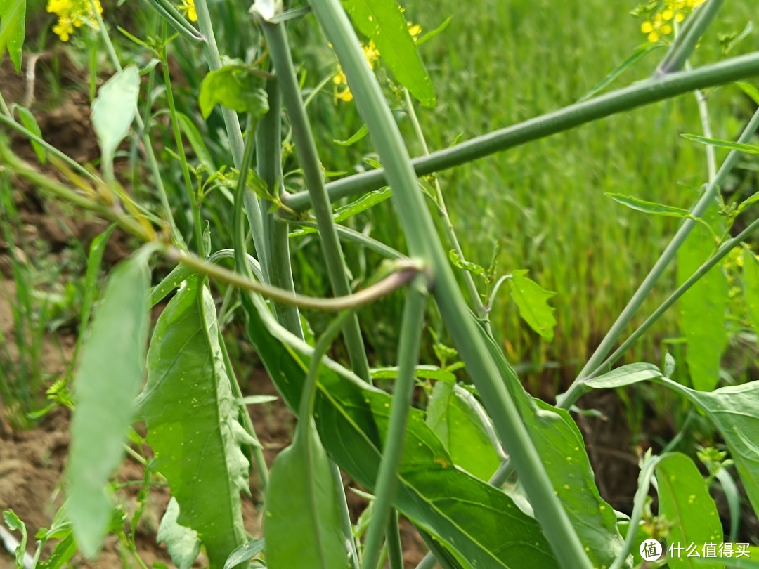 花开绚丽，容易种植、很耐观赏还可炒菜的好植物。