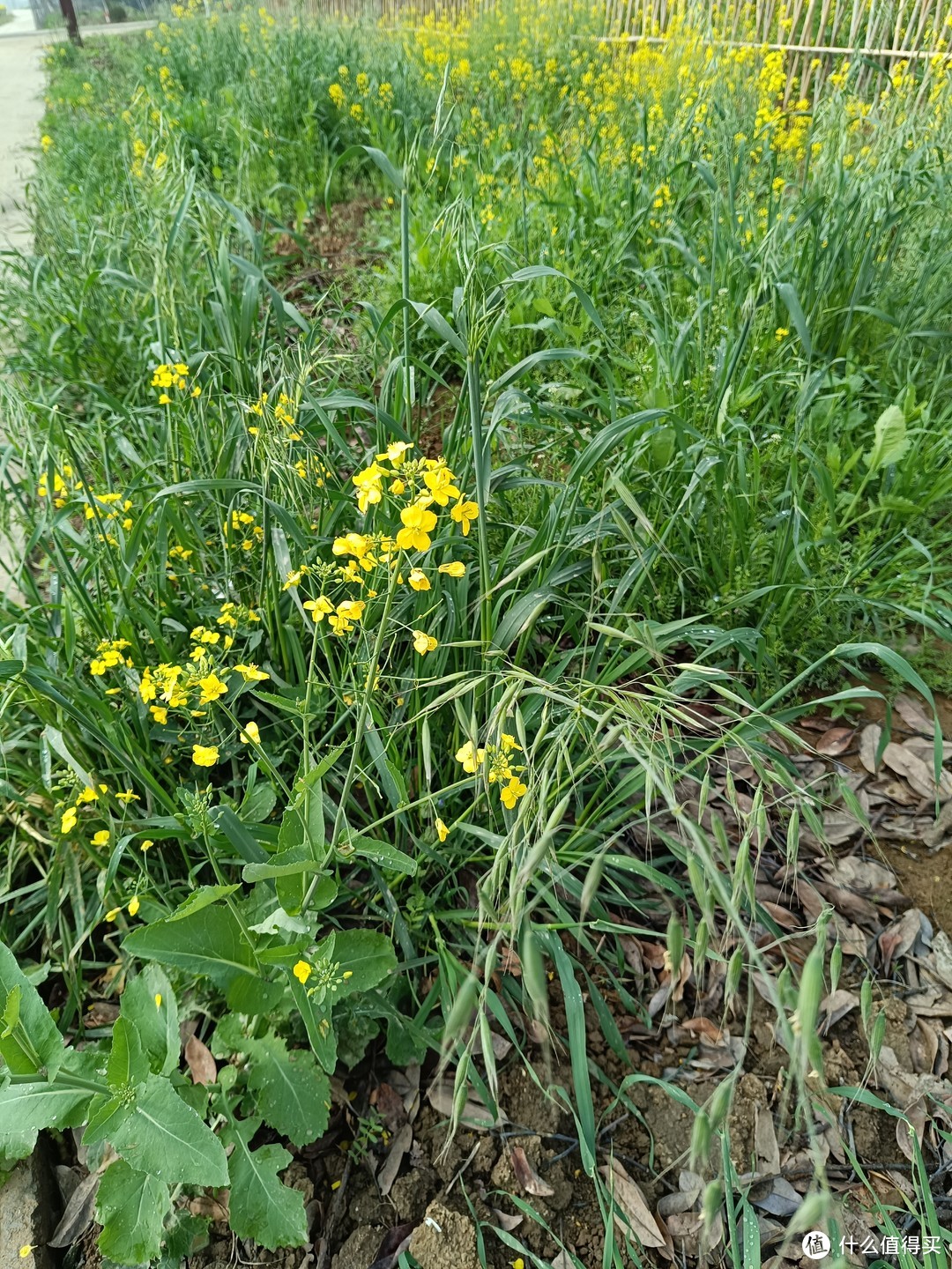 花开绚丽，容易种植、很耐观赏还可炒菜的好植物。