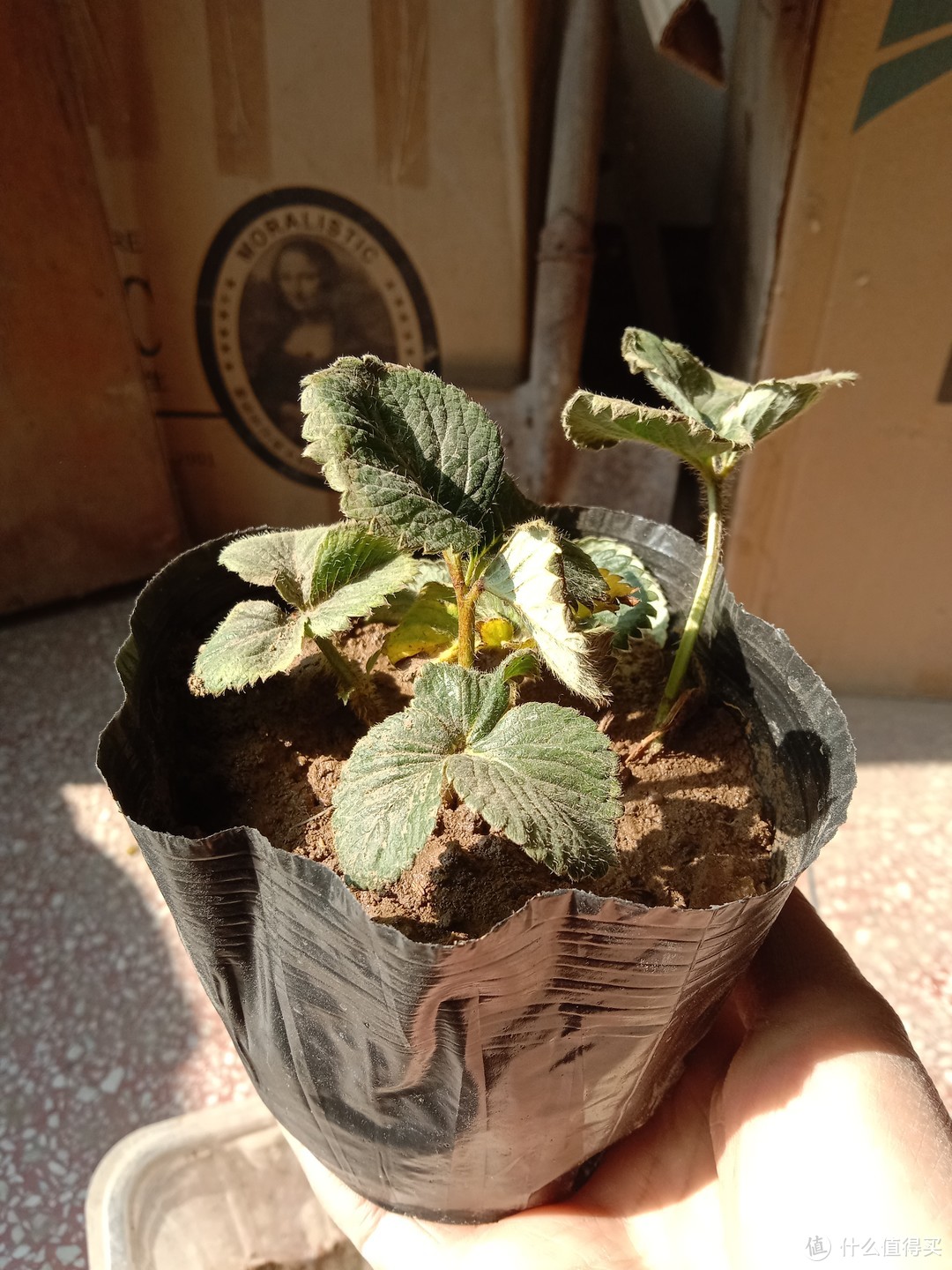 这种植物很好养！草莓果苗根系发达，价格实惠