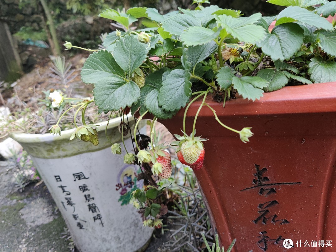 实现草莓自由的草莓盆栽