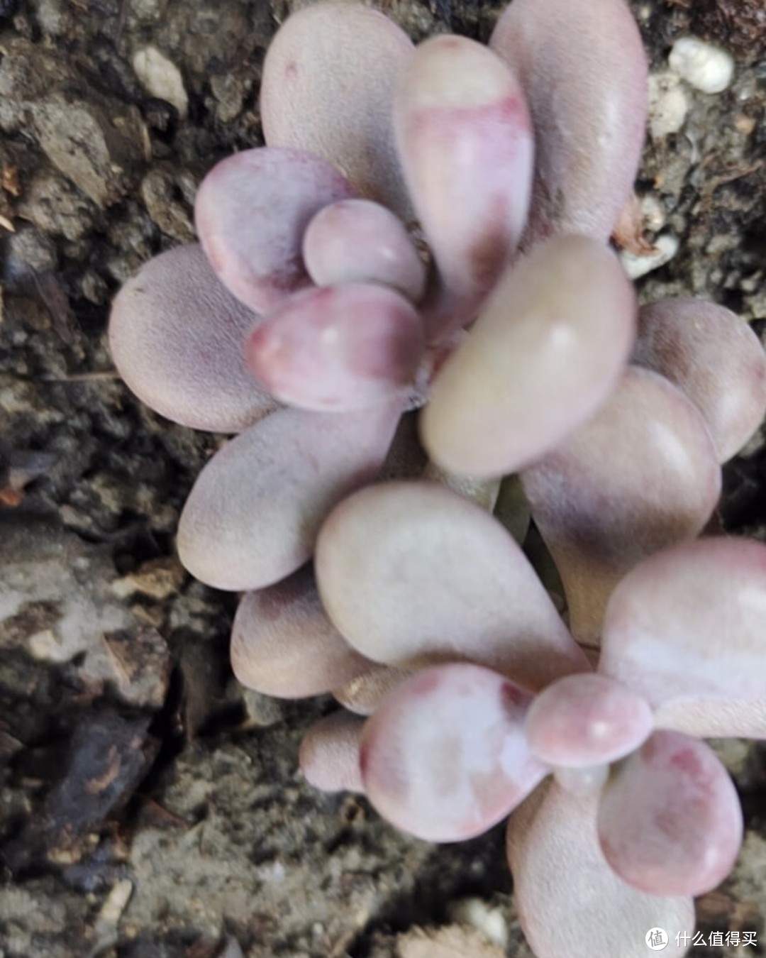 三火多肉植物盆栽新手组合套餐肉肉办公室内迷你花卉绿植盆景防辐射 桃蛋