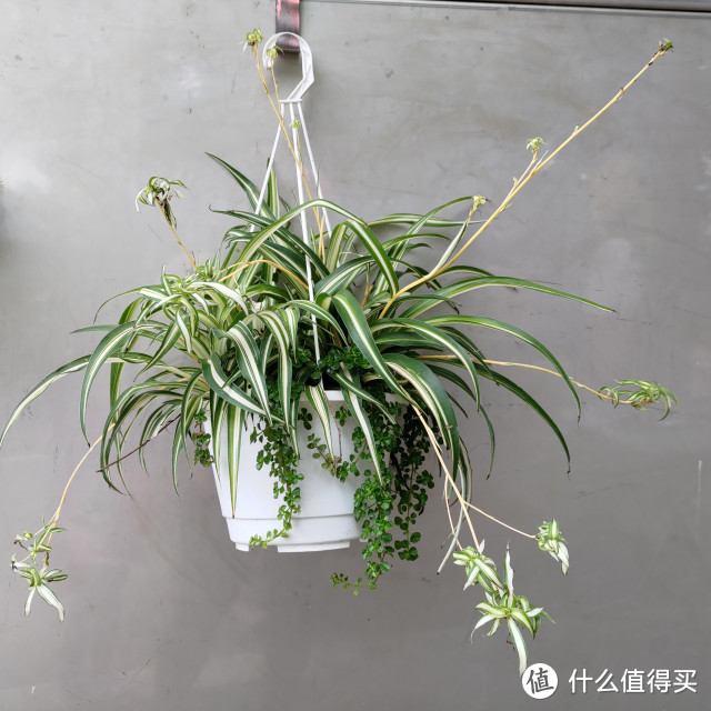 家庭日常植物养护选购指南