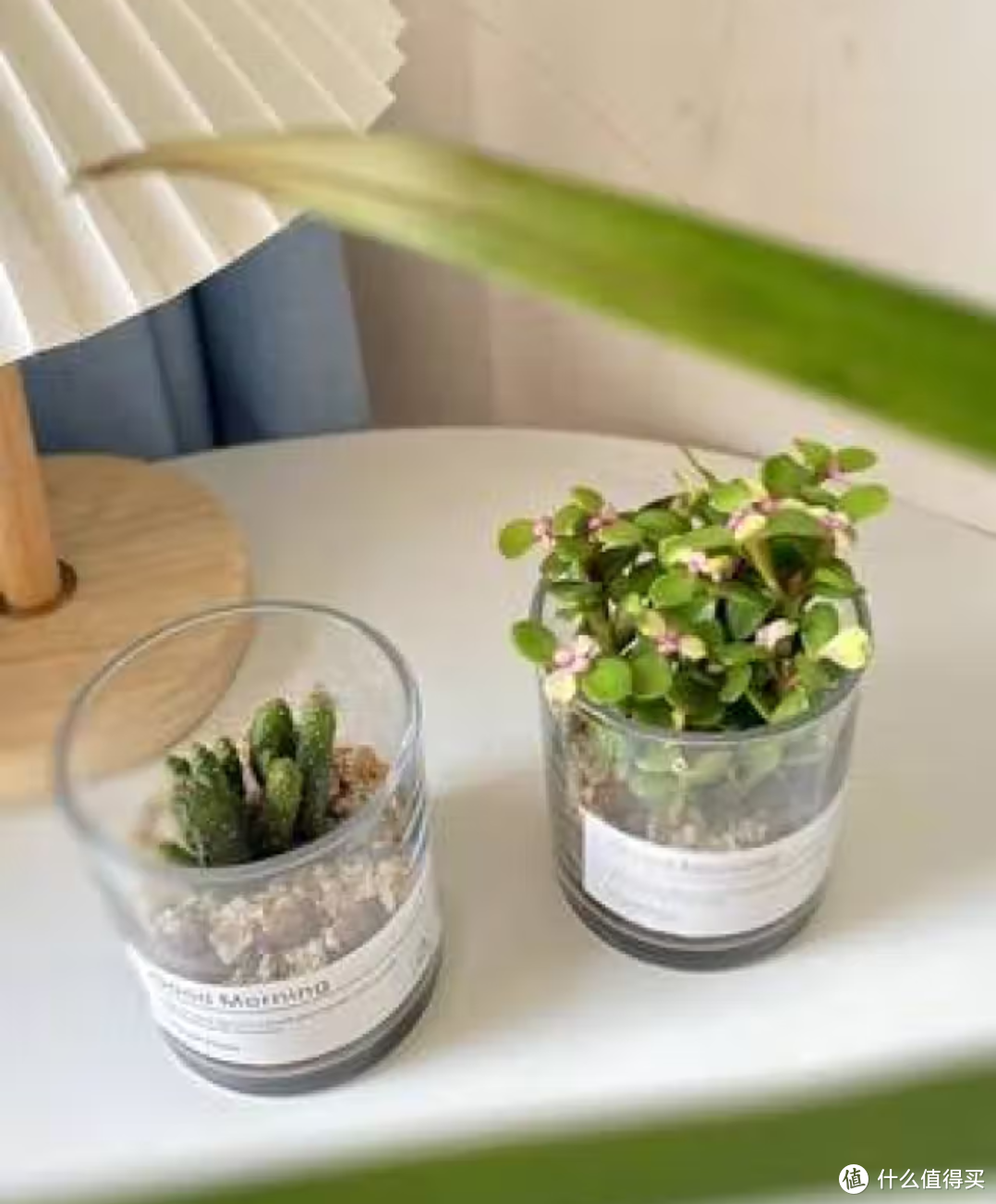 ​办公室养绿植可以让室内环境更加舒适、健康