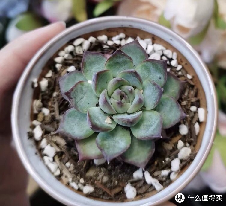 可当室内装饰的多肉植物