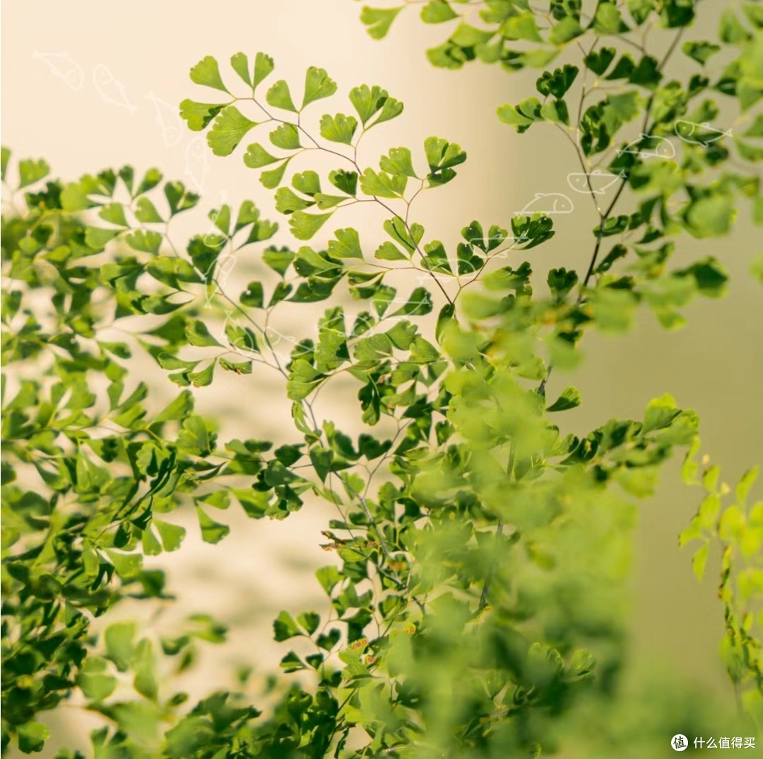 懒人必备细叶铁线蕨的简单养护技巧