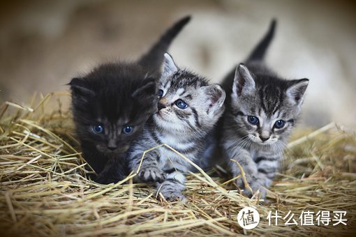 《养猫指南：如何去呀打造一个舒适、健康和愉快的猫咪家庭》