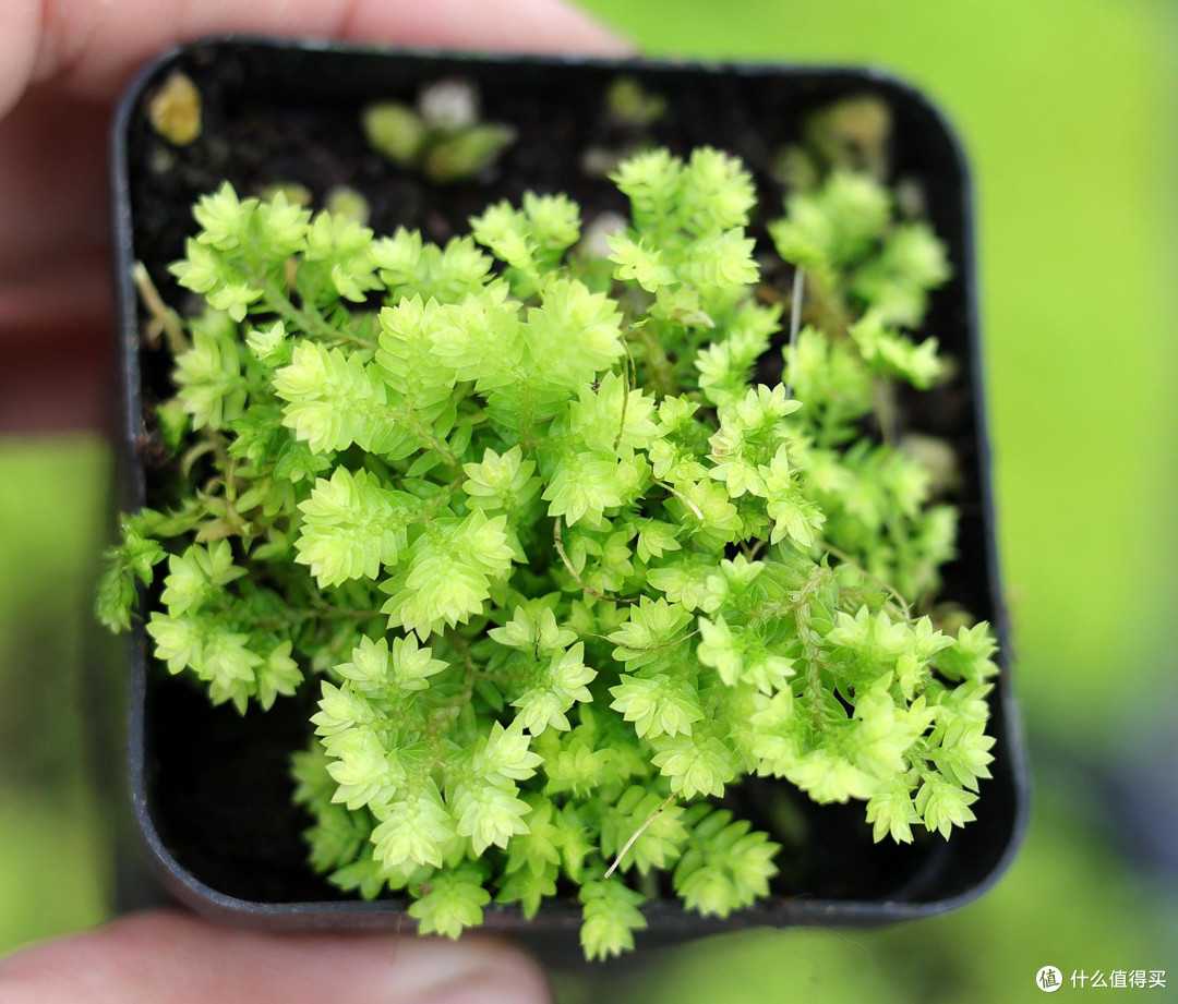 卷柏这种植物真的很好养5元一颗比网红植物easy多了