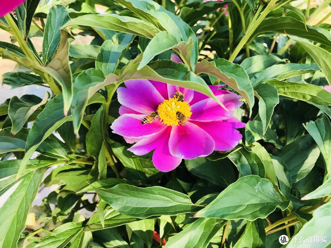 五月花神：清雅的芍药花