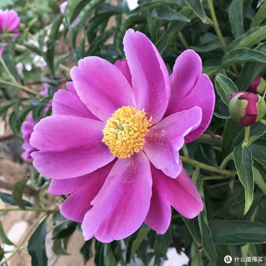 五月花神：清雅的芍药花