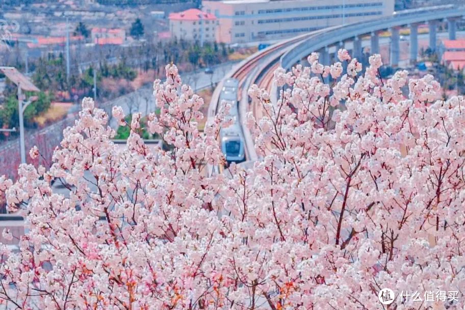 春天最不该被忽略的城市，满城樱花，错过再等一年