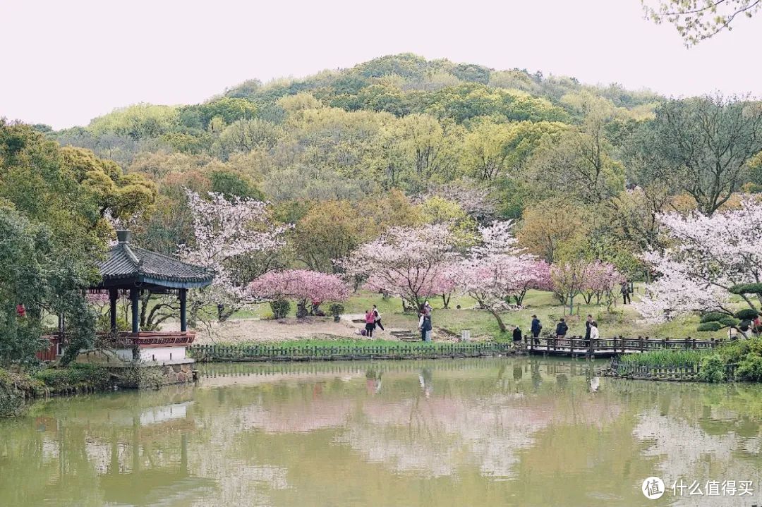 春天最不该被忽略的城市，满城樱花，错过再等一年