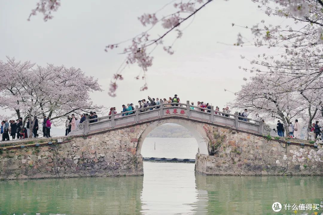 春天最不该被忽略的城市，满城樱花，错过再等一年