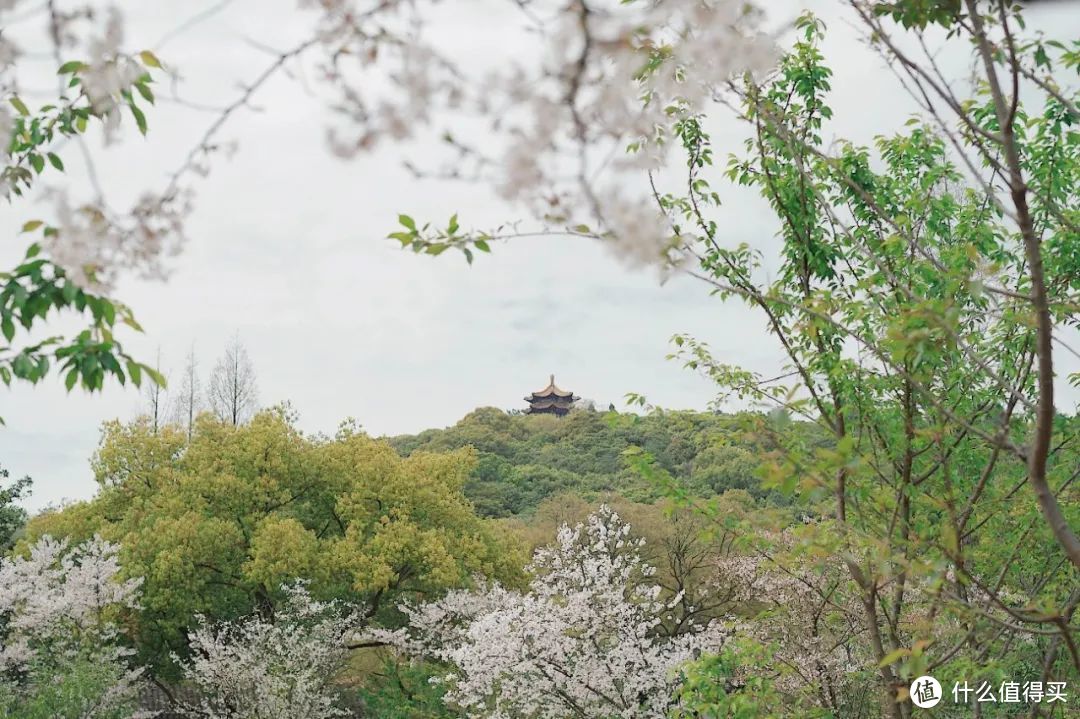 春天最不该被忽略的城市，满城樱花，错过再等一年