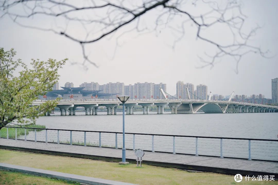 春天最不该被忽略的城市，满城樱花，错过再等一年