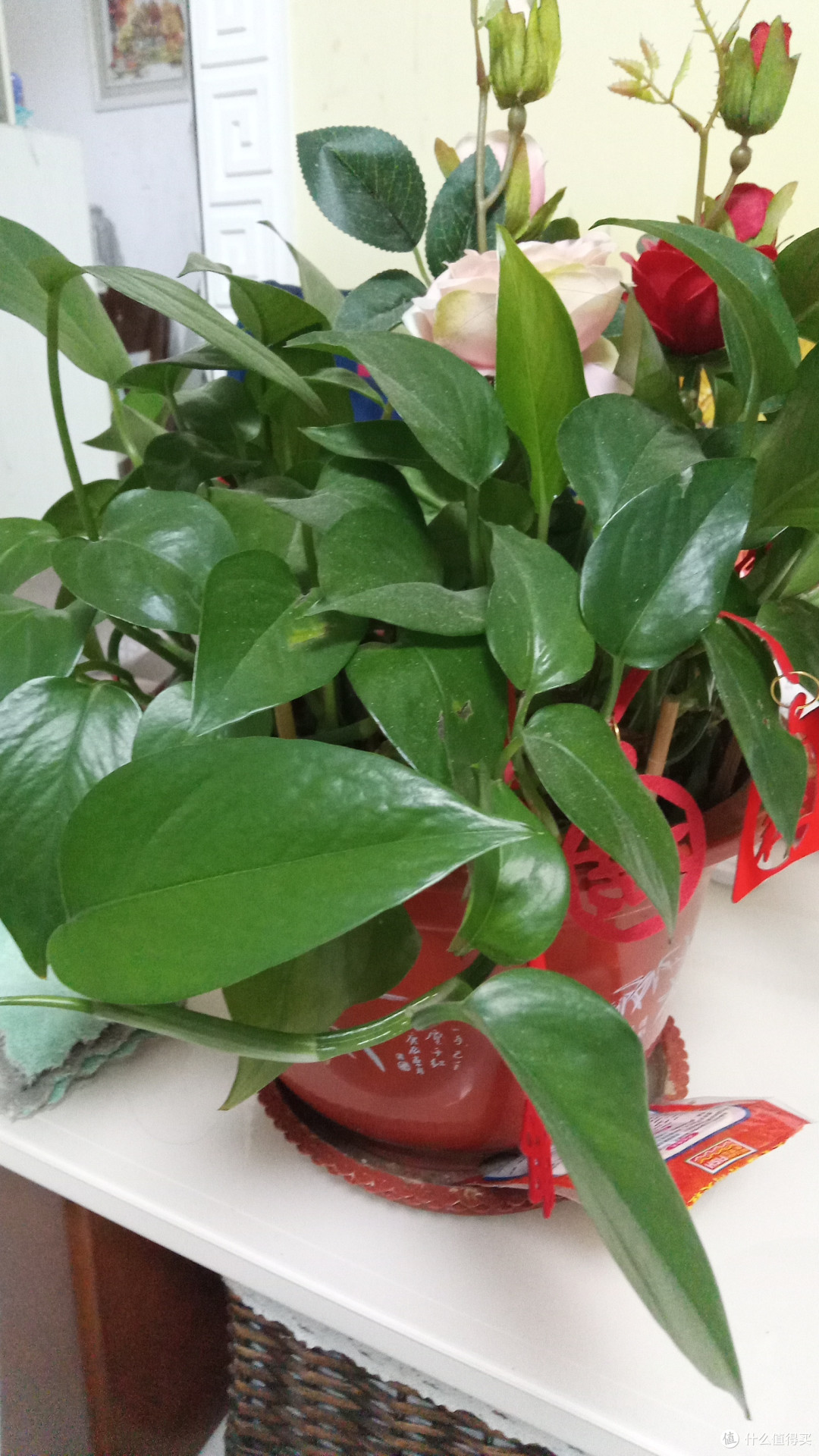 绿萝的花语是守望幸福,坚韧善良是大众最常见的植物,而且价格也不贵