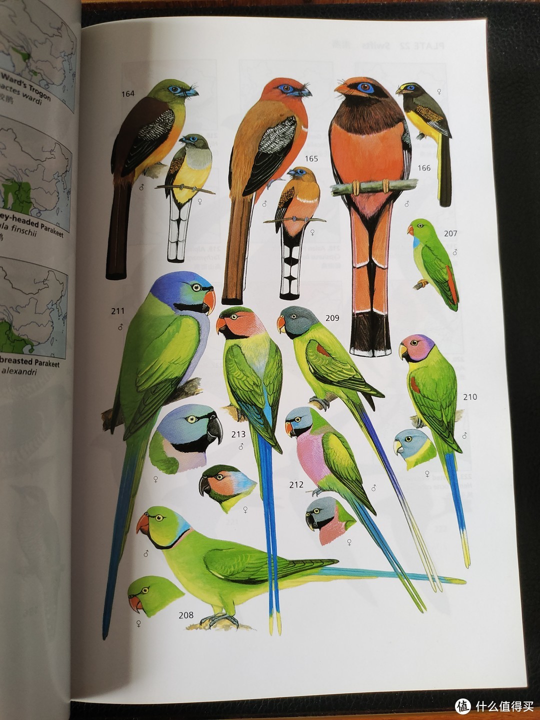 《中国鸟类野外手册》-观鸟人必备工具书