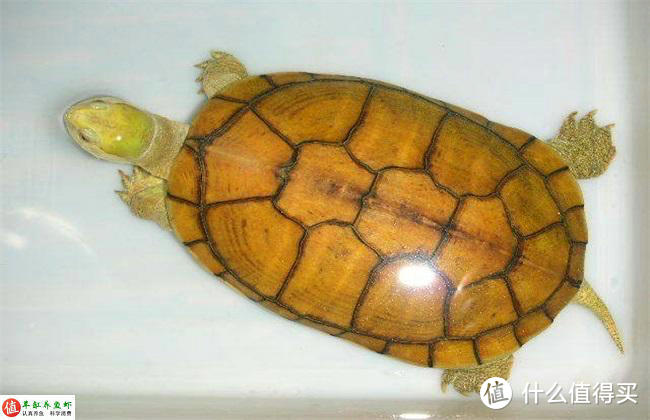 怎么把小青龟养成黄金龟？最关键的是环境，很容易就养成
