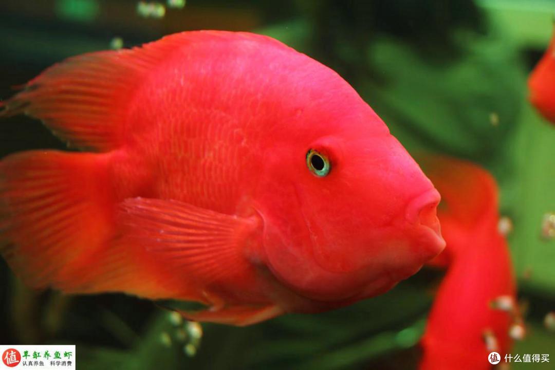 血鹦鹉鱼怎么养出通体红色?做到五个方面,小白也能养出来