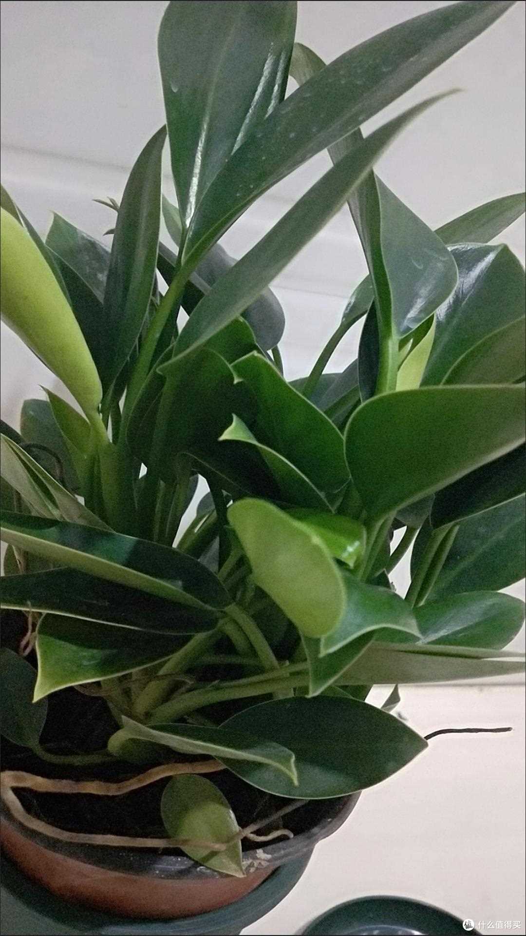 这才是当之无愧的吸毒玩王植物