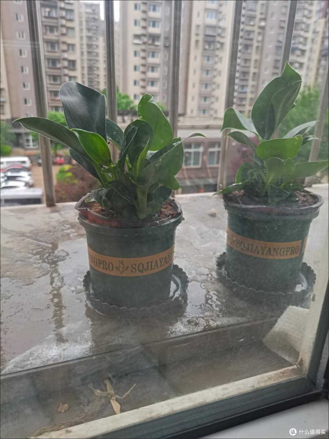 这才是当之无愧的吸毒玩王植物