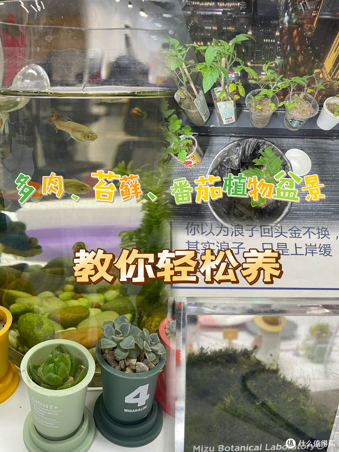 超美打扮：植物盆景组合，教你怎么好养！